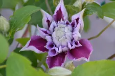 Clematis_0003.JPG