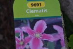 Clematis_0004.JPG