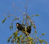 Rabeneltern2.webp