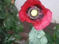 P6020020_(1024_x_768).webp