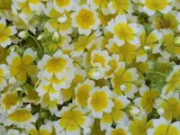 Bilda014.webp