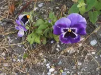 Bilda043.webp