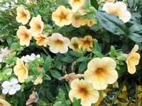 Bilda018.webp