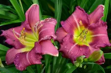 235.webp