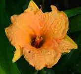 pixieparasol.webp