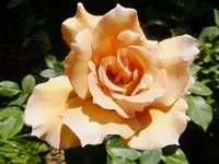 DSCF9451.webp