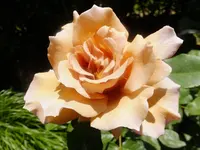 DSCF9448.webp