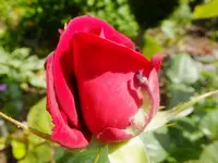 DSCF9454.webp
