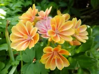 DSCF9456.webp