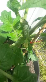11324035_10207012587295569_615791759_n.webp