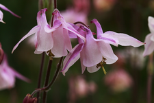 Akelei_pink_rosa1_700.webp