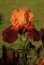 Iris_barbata_elat_Torrero1_800.webp