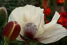 weisser türkischer Mohn1_640.webp