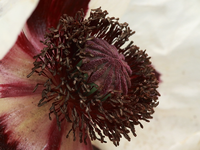 Mitte_weisser türkischer Mohn_800.webp