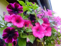 DSCF9013.webp