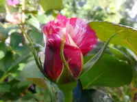 DSCF9033.webp