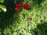 DSCF9044.webp