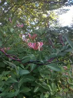 image.webp
