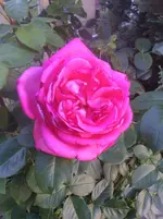 image.webp