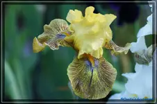 Dazzling Gold.webp