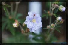 G. Summer Skies.webp