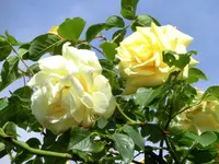 CIMG0417.webp