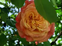 CIMG0435.webp