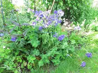 CIMG0445.webp
