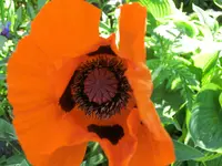 CIMG0444.webp