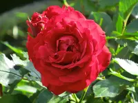 CIMG0448.webp
