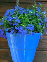 CIMG0450.webp