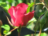 CIMG0458.jpg