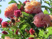 CIMG0461.webp