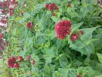 20150531_131836[1].webp
