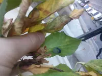 Frucht.webp