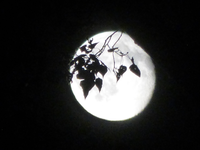 P1420301.webp