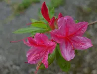 pink (8).webp