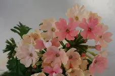 pink (9).webp