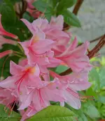 pink (7).webp