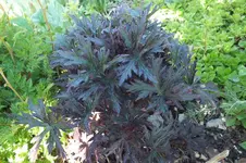 DSCF1244.webp