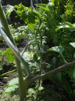 DSCN2461.webp