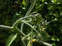 DSCN2462.webp