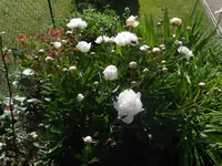 DSCN2465.webp