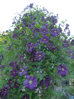P1420257.webp