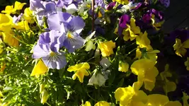DSCF2333.webp