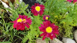 DSCF2335.webp