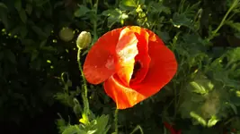 DSCF2336.webp