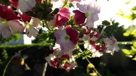DSCF2338.webp
