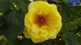 DSCF2342.webp
