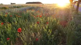 DSCF2356.webp